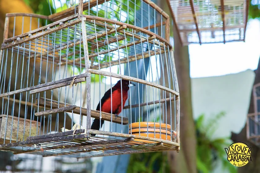 CARTAGENA LOCAL HOME TOUR<br> <span class="dc-price"><strong>$50 USD</strong>  per person </span> - Image 10
